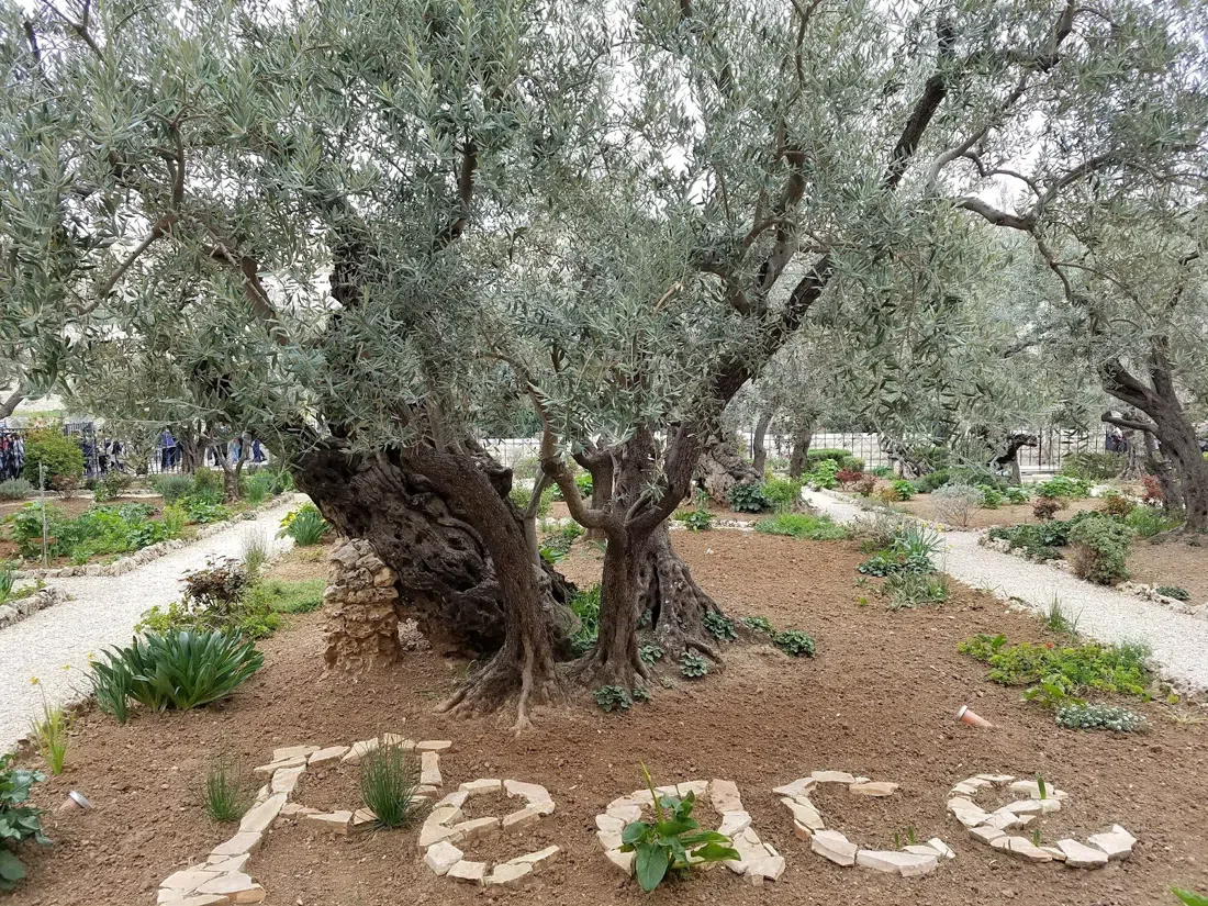 Giardino del Getsemani e Chiesa di tutte le Nazioni, Gerusalemme